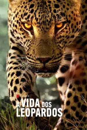 Poster A Vida dos Leopardos